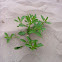 Sea Rocket