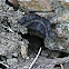 Black-banded owlet moth