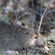 Arizona Cotton Rat