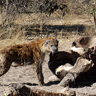 Hyena