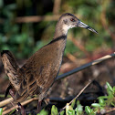 Plumbeous Rail
