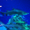Sand tiger shark