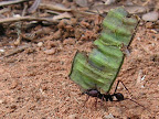 an ant