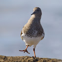 Black Turnstone