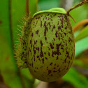 Kantong Semar