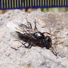 Hormiga alada (reina), winged ant