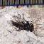 Hormiga alada (reina), winged ant