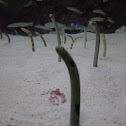 Garden Eel