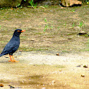 Eurasian Blackbird