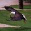 American Bald Eagle