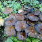 Glistening ink cap
