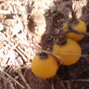 Orange berries