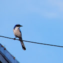 Western Scrub Jay