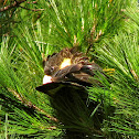 Yellow tailed black cockatoo