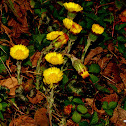 Coltsfoot