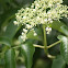 Elderberry