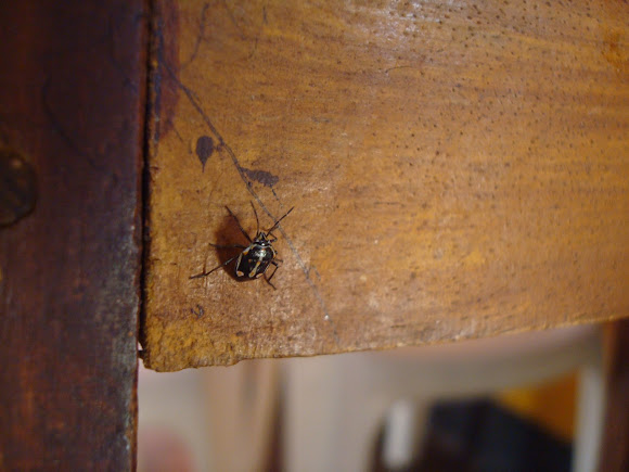 Spotting Image 1