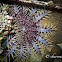 Crown-of-Thorns starfish