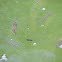 Mosquitofish