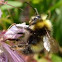 Bumblebee
