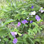 Brunfelsia