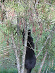 Cat climbing tree hunting its own healthy food