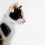 Tabby Cat
