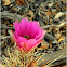 Echinocereus engelmanii