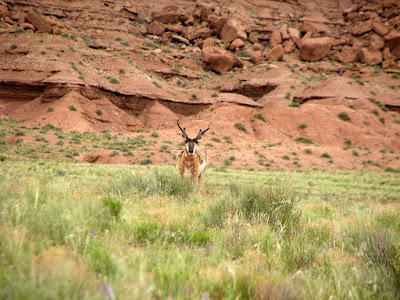antelope