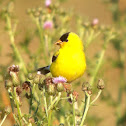 American Goldfinch
