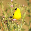 American Goldfinch