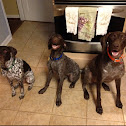 German Shorthaired Pointer