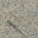 Minnow