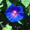 Morning Glory