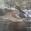 Liger