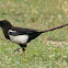 Magpie