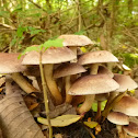 Sulphur Tuft