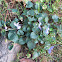 Common Blue Violet