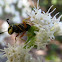 Beewolf wasp