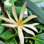 White Magnolia