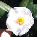 Camellia (Rose of Winter)
