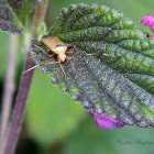 Plant Bug
