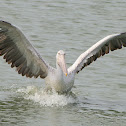 Spot Billed Pelican