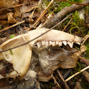 Opossum
