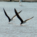 Black Skimmers