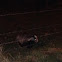 European badger