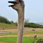 Ostrich