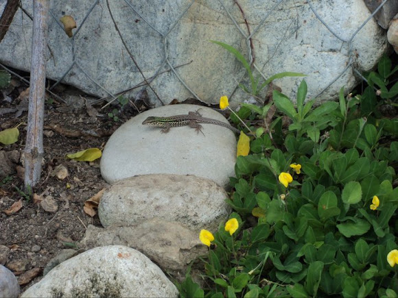 Spotting Image 1