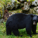 North American Black Bear