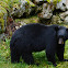 North American Black Bear